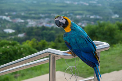 Close-up of blue parrot perching on railing