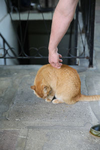 Cropped image of man touching cat