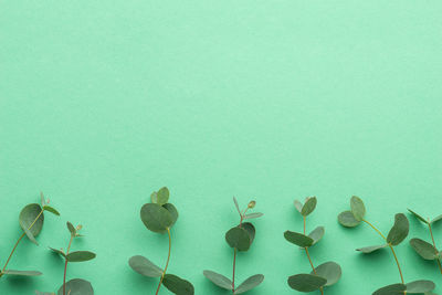 Green background with eucalyptus branches