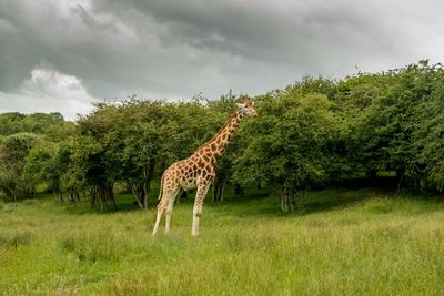 Giraffe in a field