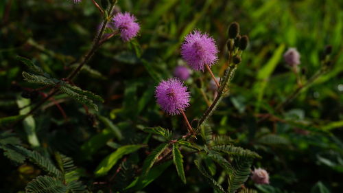 Close-up of pink flowering plant