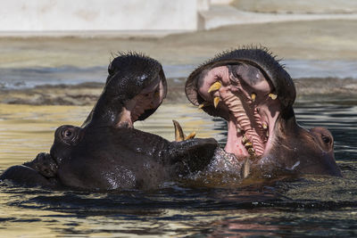 Hippo fighting in lake