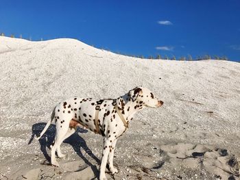 Dog on sand