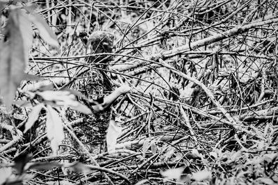 Close-up of tree branches during winter