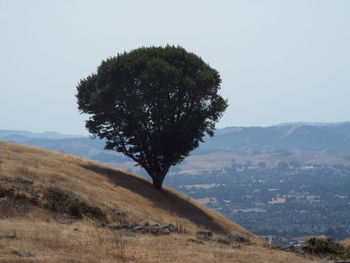Tree on field against clear sky