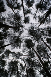 Low angle view of trees in forest