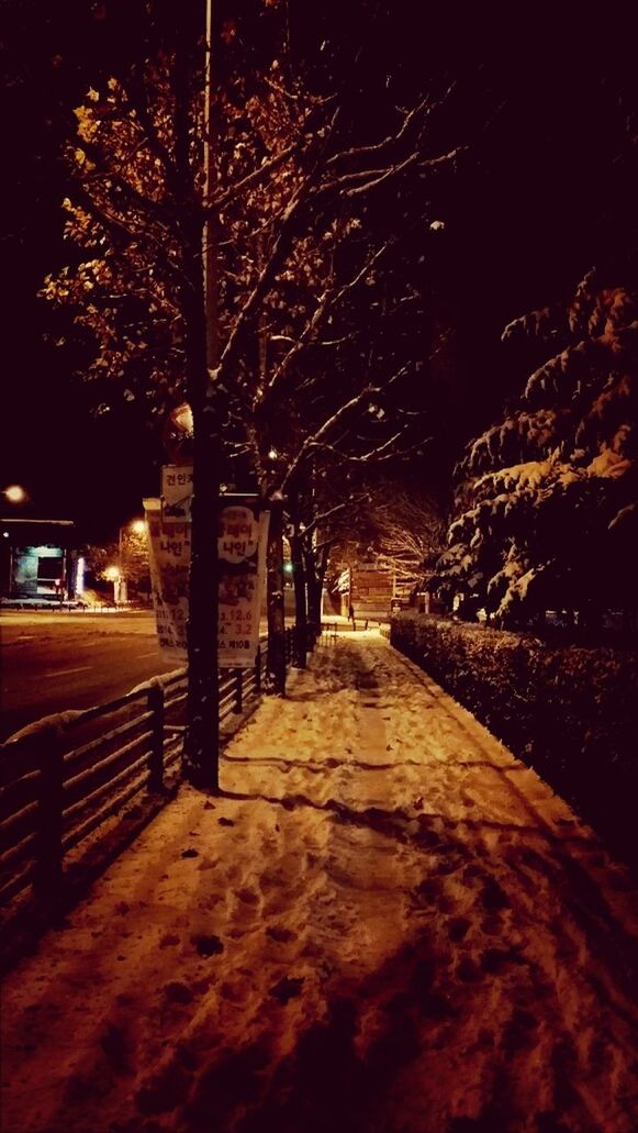 night, tree, illuminated, the way forward, street light, diminishing perspective, empty, lighting equipment, vanishing point, street, footpath, walkway, bare tree, transportation, outdoors, long, road, no people, built structure, tranquility