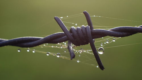 Close-up of wet spider web on water