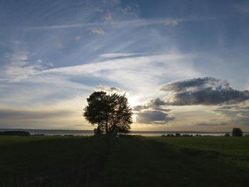 Silhouette trees on field against sky at sunset