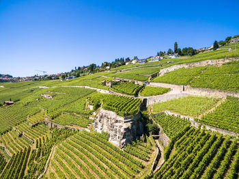 Scenic view of agricultural field against clear blue sky