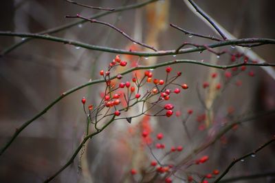 Briers standing out amongst the woods