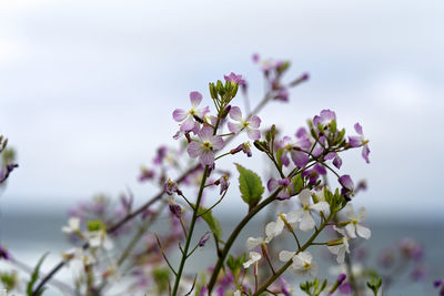 Lavender coastal northern california wildflowers at rockaway beach, pacifica