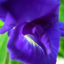 Close-up of purple flowers