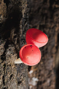 Close-up of heart shape on tree trunk against wall