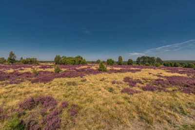 Scenic view of grassy field against blue sky