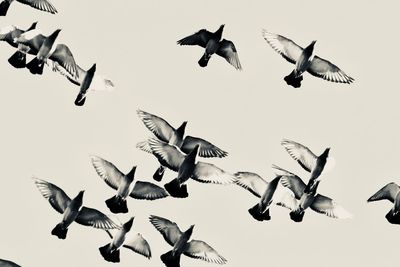Birds flying against clear sky