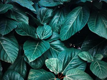 Full frame shot of fresh green leaves