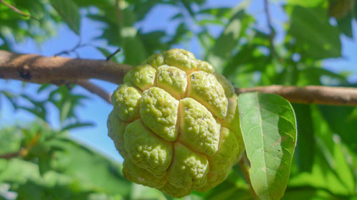 Close-up of fruit on tree