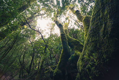 Low angle view of bamboo trees in forest