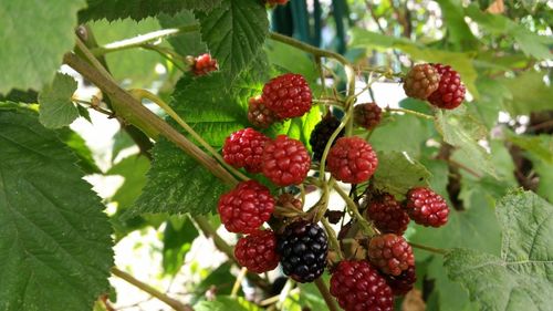 Close-up of red berries on tree