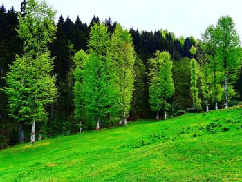 Scenic view of grassy field