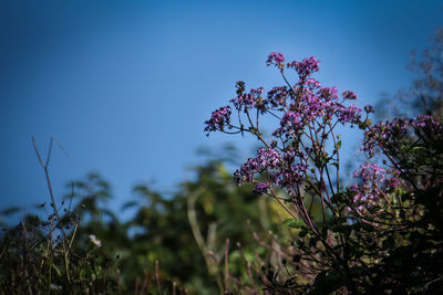 Low angle view of purple flowers blooming against sky