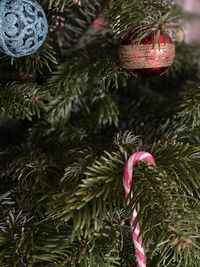 Close-up of christmas tree
