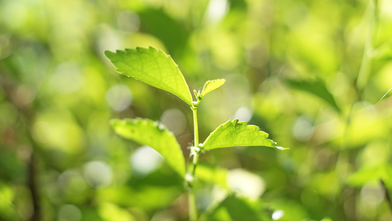 CLOSE-UP OF FRESH GREEN LEAVES