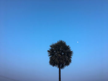 Low angle view of dandelion against blue sky