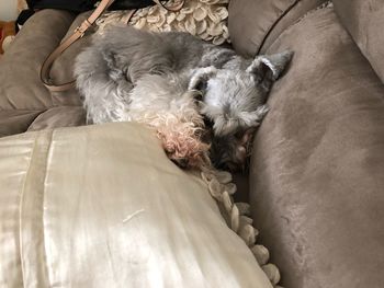 Dog sleeping on bed