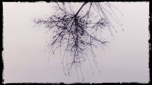 Bare trees against sky