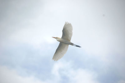 Low angle view of a heron flying in sky