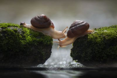 Close-up of snail