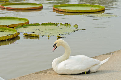 Swan floating on lake