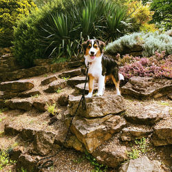 Dog standing on rock