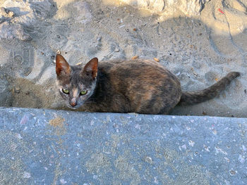 High angle portrait of cat relaxing on footpath