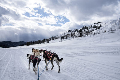Rear view of dogs on snow
