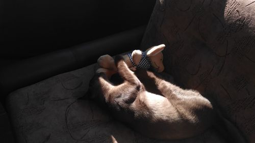 Close-up of cat relaxing on floor