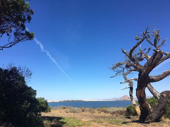 Trees on landscape against clear blue sky