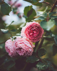 Close-up of rose against blurred background