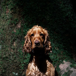 Close-up portrait of a dog