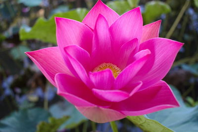 Close-up of pink lotus water lily