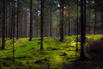 Trees in forest