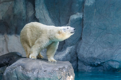Polar bear on rock at zoo