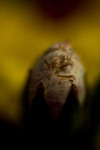 Close-up of flower against blurred background
