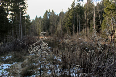 Trees in forest