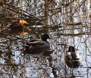 Ducks swimming on lake