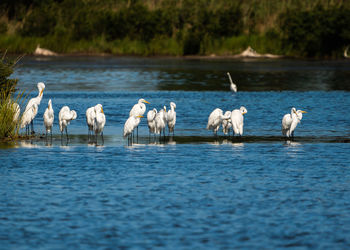 Flock of birds in lake