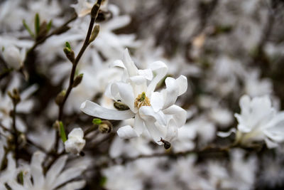 Close-up of white flowers