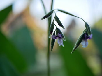Close-up of purple flowering plant
